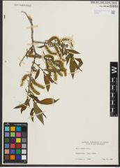 Foto von Salix rigida Muhl.